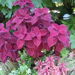 Meet your Posher, Irene